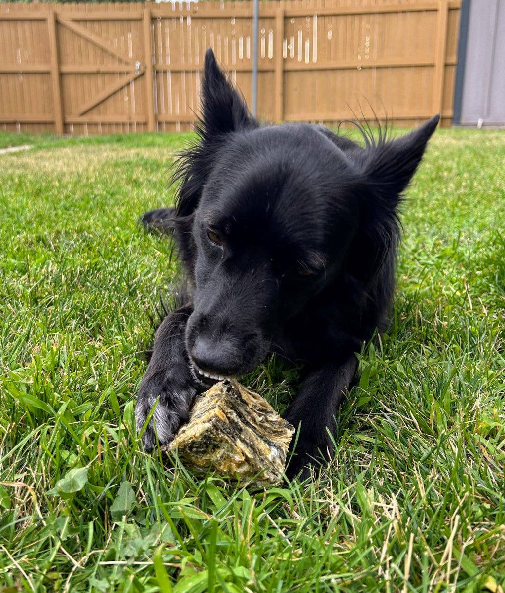 Cod Skin Large Cube Dog Treat