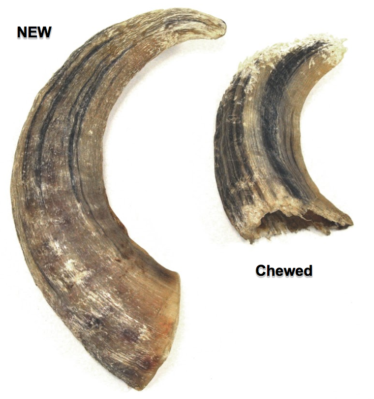 Icelandic+ Large Lamb Horn Dog Treat
