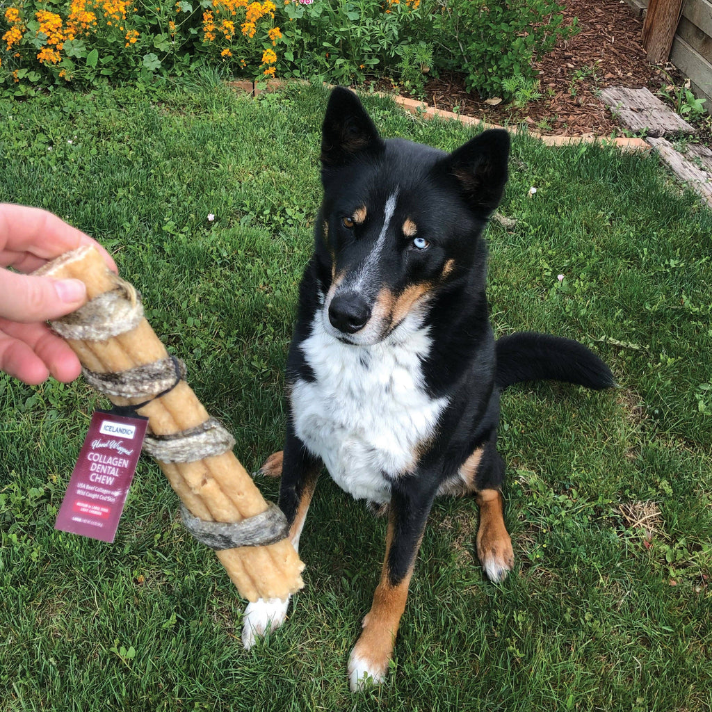 Beef Collagen Dental Chew Wrapped With Cod Skin  8"