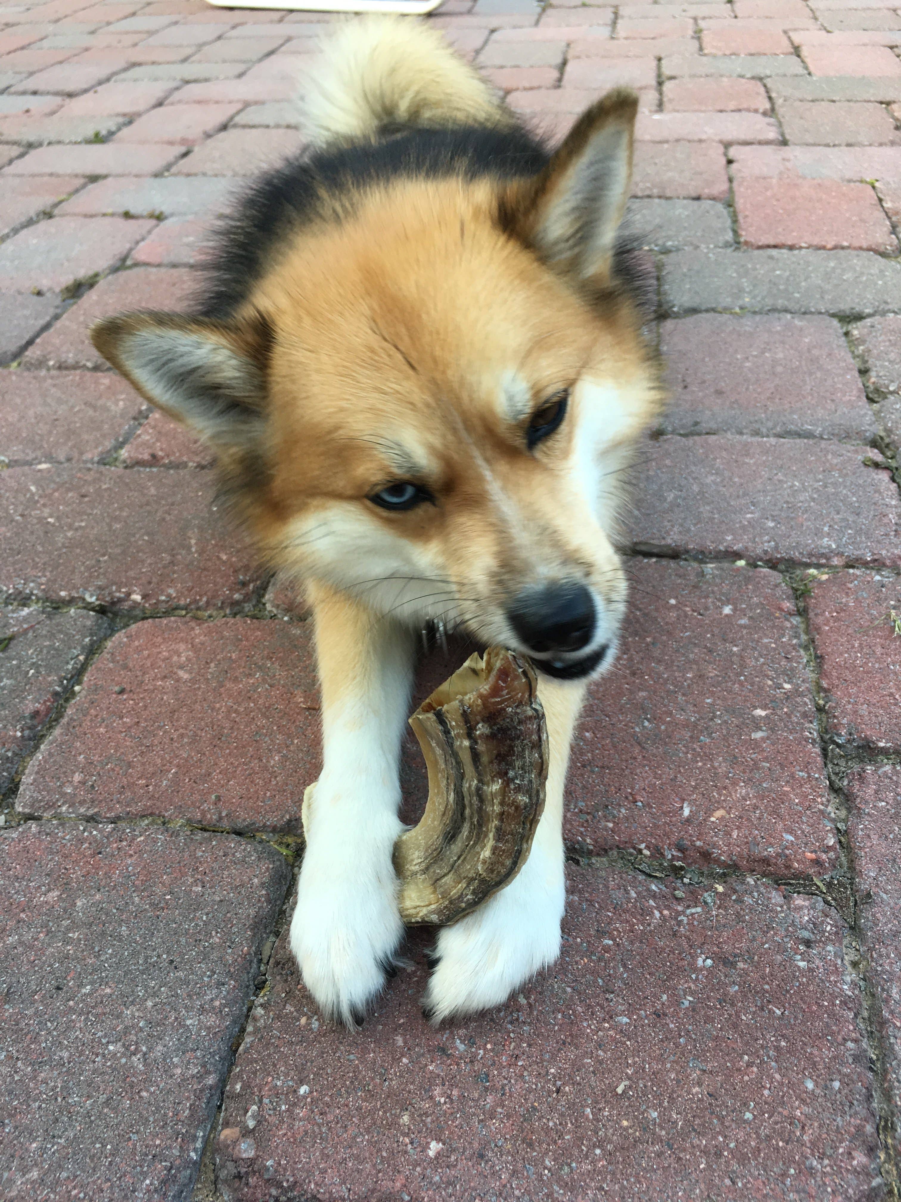 Icelandic+ Large Lamb Horn Dog Treat