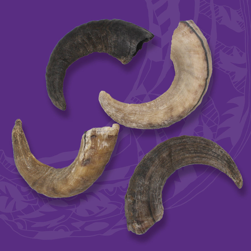 Icelandic+ Large Lamb Horn Dog Treat