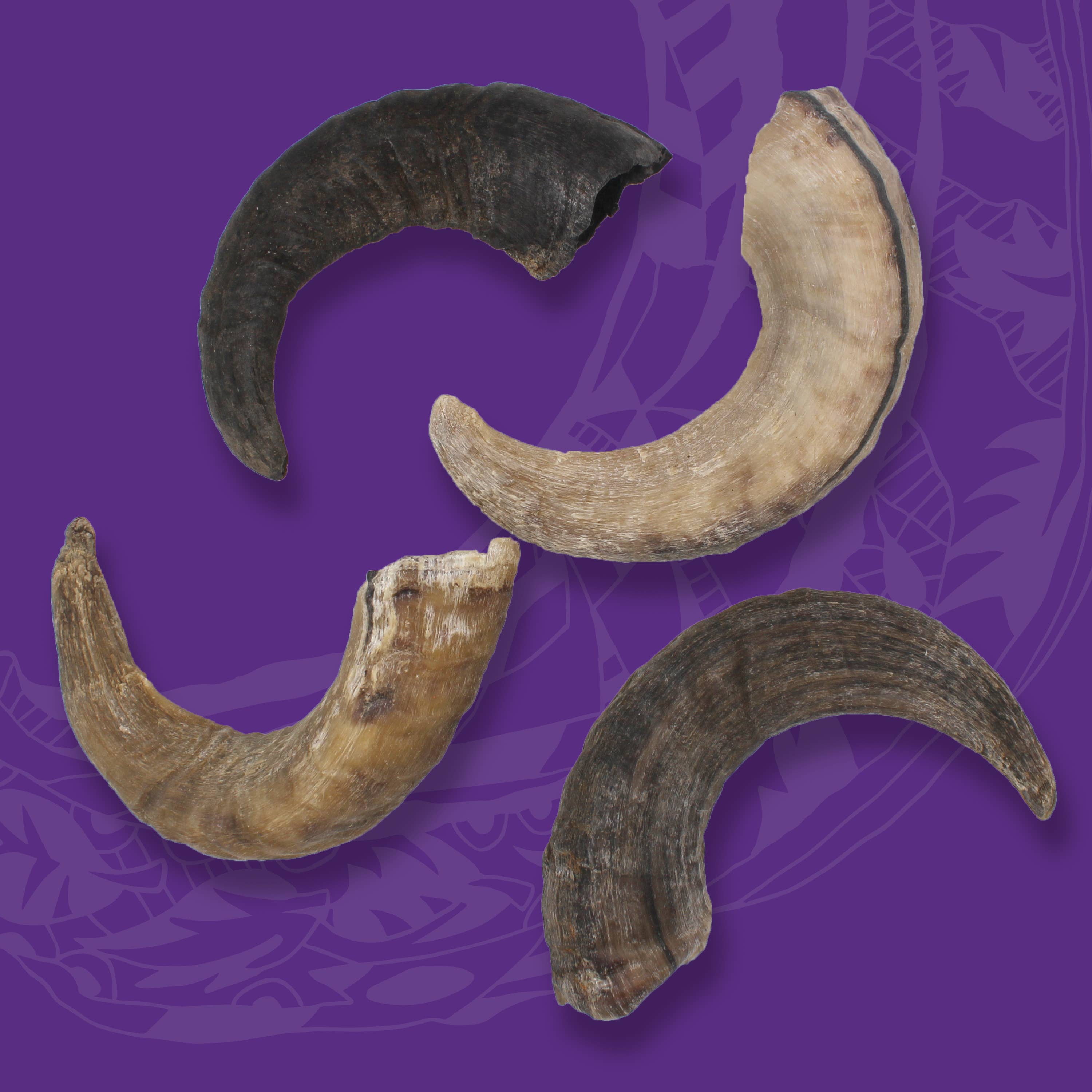 Icelandic+ Large Lamb Horn Dog Treat