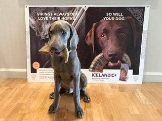 Icelandic+ Large Lamb Horn Dog Treat